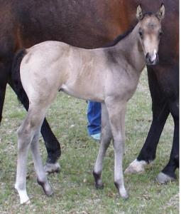 Dawson 2008 dun filly