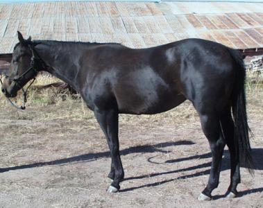 AspenlDixie 2007 filly