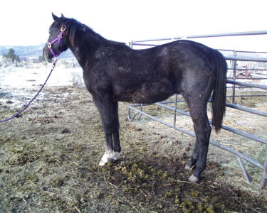 Mr Poo 2008 black colt