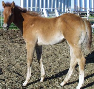 2008 gray filly