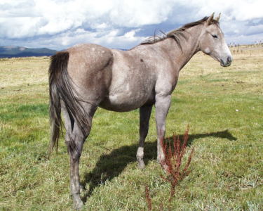 Vista 2008 filly