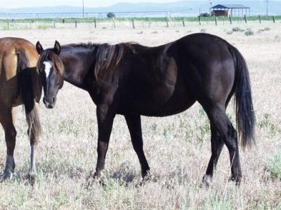 2011 Smokey Black filly