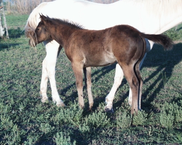 2011 Smokey Black filly